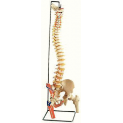 Vertebral Column & Spinal Cord